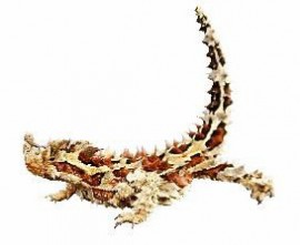 Thorny-Devil-Technology-2.jpg